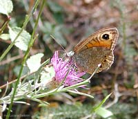 Lasiommata maera femmina