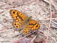 Lasiommata megera maschio