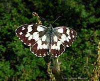 Melanargia galathea