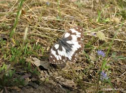 Melanargia galathea