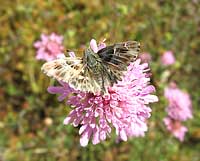 Carcharodus alceae