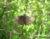Farfalla Erynnis tages