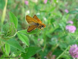 Thymelicus sylvestris