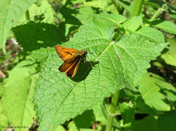 Hesperiidae fermo al sole