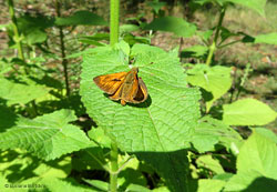 farfalla Esperidae che prende il sole