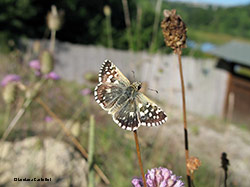 Pyrgus malvae con le ali macchiettate