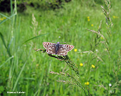 Pyrgus malvae