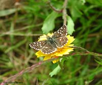 Pyrgus malvae Esperide della malva