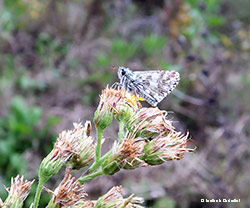 Pyrgus malvae - Santa Maria - Levane 2020