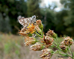 Pyrgus malvae - Santa Maria - Levane 2020