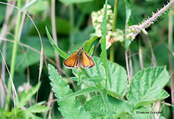 Thymelicus lineola