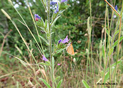 Farfalla Hesperiidae