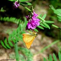 Farfalla Ochlodes sylvanus