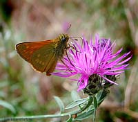 Ochlodes sylvanus su fiore