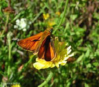 Ochlodes sylvana su fiore giallo