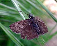 Farfalla Esperide Erynnis tages