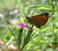 Farfallina Hesperidae Ochlodes sp.