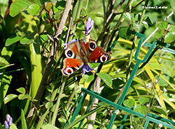 Aglais io