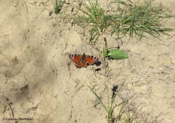 Aglais io