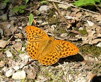Argynnis paphia - arginnide