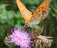 Ninfalide Argynnis paphia - arginnide