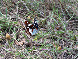 Limenitis reducta 