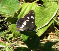 Limenitis reducta