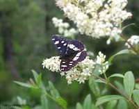 Limenitis reducta posata su una pianta in fiore