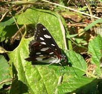 Limenitis reducta foto con le ali chiuse