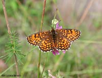 Nymphalidae Mellicta athalia
