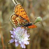 Nymphalidae