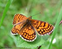 Mellicta athalia