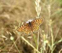 farfalla Nymphalidae