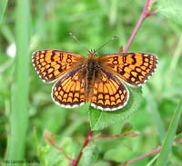 Mellicta athalia