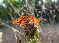 Melitaea didyma fotografata in controluce