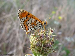 Melitaea didyma,foto della parte inferiore