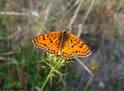 Melitaea didyma