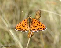 Melitaea didyma ad ali aperte ferma al sole