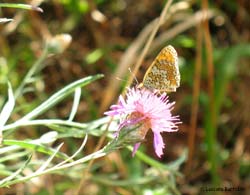 Melitaea phoebe