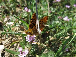 Boloria (Clossiana) ????