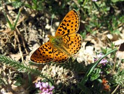 Boloria (Clossiana) euphrosyne ????
