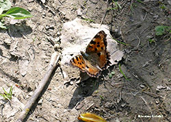Nymphalis polychloros