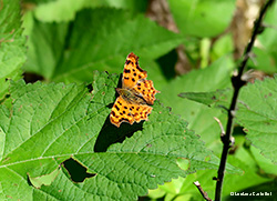 Polygonia c-album