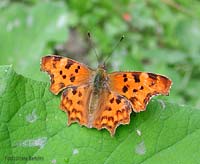 Polygonia c-album