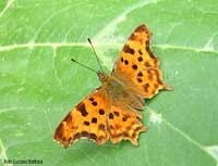 Polygonia C bianco