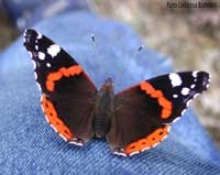  Vanessa atalanta