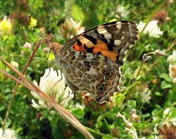 Vanessa dei cardi