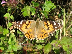 Vanessa cardui con le ali aperte al sole
