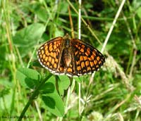 Mellicta athalia