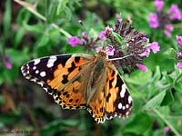Vanessa Cardui - Belladonna